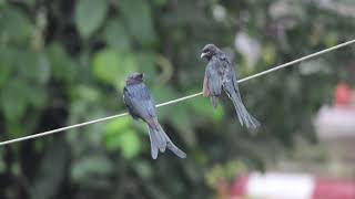 Drongo drongo birds birdspecies birdsvideo 4k nature [upl. by Hermione]