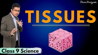 Tissues  Chapter 5  CBSE Class 9 Science  Toppr Study [upl. by Torry]