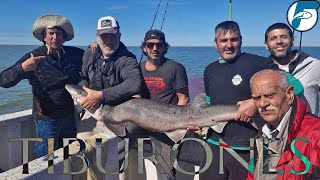 PESCA Y DEVOLUCION DE TIBURONES EN SAN CLEMENTE [upl. by Oryaj]