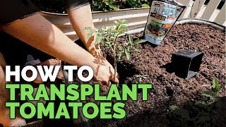 Transplanting Tomatoes 101 Simple amp Fast Method [upl. by Tecla]