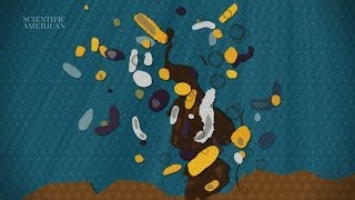 Can Microbes Clean Up Our Oily Mess  Instant Egghead 58 [upl. by Sirama]