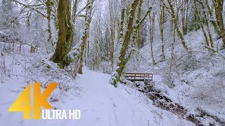 4K Virtual Winter Walk  Walking in a Snow Forest  35 HRS of Crunching Snow Sound [upl. by Fred410]