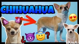 Todo sobre Los CHIHUAHUAS 🐶 ¿Enojones ¿Ladran Mucho 😱🙉 [upl. by Riannon]