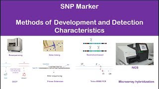 SNP single nucleotide polymorphism marker detection characteristics methods [upl. by Hummel84]