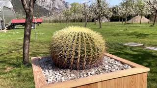 Rinvaso Echinocactus grusonii  Diari di coltivazione  Rod aprile 2021 [upl. by Almeeta955]