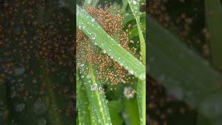 Hundreds of Babies Spiderlings  Day 1 [upl. by Kcarb236]