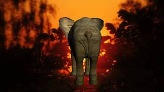 Elephant  video designed by dreamsceneorg [upl. by Runkel]