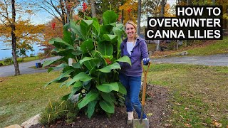 Canna Lily Winter Care  How to Store Canna Lily Rhizomes [upl. by Nolra232]