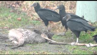 VULTURE GANG EATS DEAD DEER [upl. by Tham]