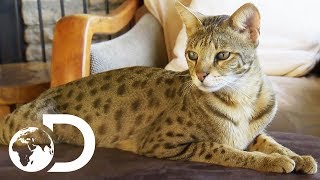 The Savannah The Largest Domestic Cats in the World  Cats 101 [upl. by Nnaecyoj]