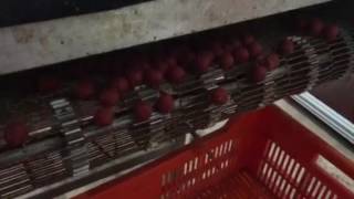 Boilie Cooker Making Boilies  300kg per hour [upl. by Azalea]