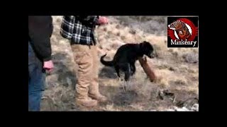 Washushe the Mink Attacks Dog Durring First Hunt [upl. by Amehsyt]