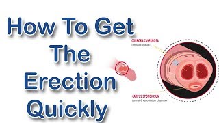 How To Get An Erection Quickly  Get Hard And Quick Erection Instantly [upl. by Anom688]