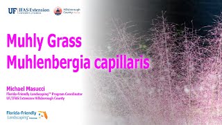 Muhly Grass  Muhlenbergia capillaris [upl. by Lubbock]