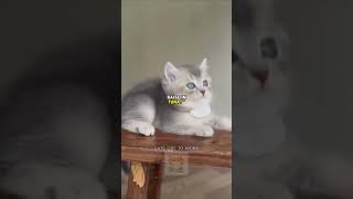 Charlie the Curious Cats Hilarious TV Adventure  Cats Like To Work funnycats catstory catlover [upl. by Kristopher972]