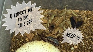 Do SCORPIONS eat DARKLING BEETLES  EXPERIMENT [upl. by Amehsyt250]