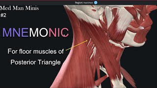 Mnemonic for Posterior triangle floor contents boundaries of Posterior triangle Med Man Minis 2 [upl. by Anirrok724]