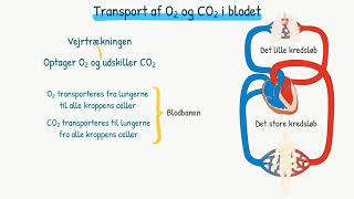 Respirationssystemet Transport af ilt og kuldioxid i blodet [upl. by Zink]