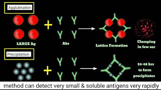 Agglutination Inhibition Test  How Pragnency Test Kits Work  Haemagglutination Inhibition Assay [upl. by Nylsirk]