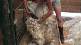 Shearing an Alpaca Without Help [upl. by Ainit]