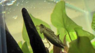 Natural Predators of Mosquito Larvae [upl. by Shelbi]