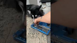 The most oddly satisfying part about owning a husky husky huskyfur huskyshedding [upl. by Dorcea14]