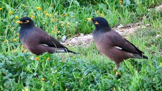 Common myna bird song Indian maina sound mynah singing [upl. by Ireland]