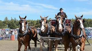 Fryeburg Fair Show Horse 4 Hitch [upl. by Gnaig933]