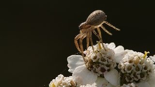 In the Sky quotballooningquot or quotfloatingquot webs made by young migrating spiders [upl. by Atikal]