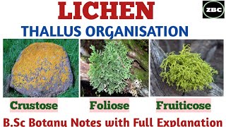 LICHEN  Types of Lichen on the Basis of Thallus organisation FolioseCrustose fruiticose Etc [upl. by Anneliese634]