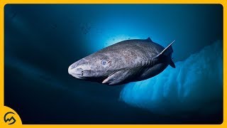 TOP 10 OUDSTE DIEREN TER WERELD 500 JAAR OUD🐟 [upl. by Ylen441]