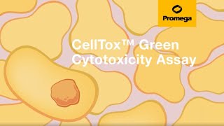 CellTox™ Green Cytotoxicity Assay [upl. by Dilisio]