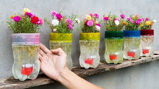 Plant flowers for Moss rose in a water bottle suddenly the flowers bloom all summer [upl. by Rains]