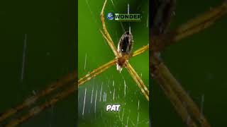 Unveiling the Superpowers of Portia the Jump Spider [upl. by Yl]