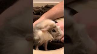 Guinea Pig Wheeks Loudly During Bath [upl. by Inig]