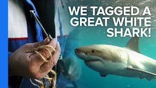 We Tagged a Great White Shark [upl. by Pagas734]