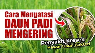 CARA MENGATASI PENYAKIT HAWAR DAUN BAKTERI  KRESEK PADA TANAMAN PADI [upl. by Aioj]