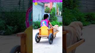 Smart pet dog 🐶🥰 Gadgets Smart Appliances Kitchen Utensils Home Inventions MTS Gyan [upl. by Attayek]