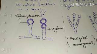 Asexual reproduction in Ascomycetes General characteristics  for BSc 1st yr [upl. by Conti]