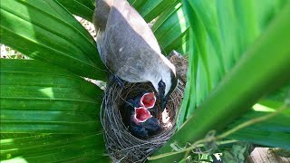 Yellow Vented Bulbul Feeding Baby Bird and Eating Feces 2 – Bulbul Nest Hides in Areca Palm E194 [upl. by Sakhuja983]