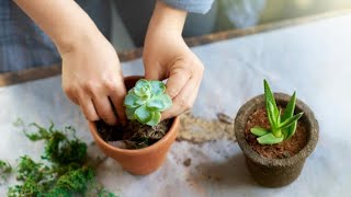 Cómo reproducir plantas crasas con esquejes de hojas  Bricomanía  Jardinatis [upl. by Nolaf]