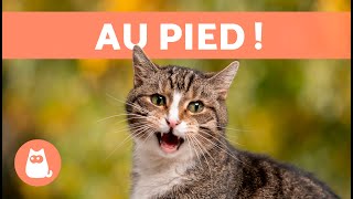 Miaulements pour ATTIRER LES CHATS 🐱🔊 Bruits pour que votre chat VIENNE [upl. by Terrence]