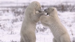 Polar Bears Of The Canadian Arctic SD [upl. by Ettolrahs]