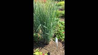 Ornamental Grass PRAIRIE WINDS® TOTEM POLE PANICUM  wwwgardencrossingscom [upl. by Evvie]