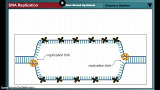 DNA Replication Animation [upl. by Nigem]