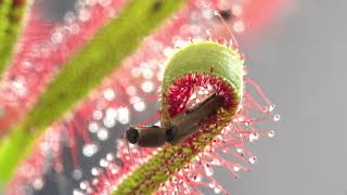 PLANTA CARNIVORA DROSERA CAPTURANDO INSECTO [upl. by Marji]