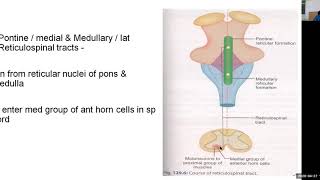 PHYSIOLOGY OF RETICULAR ACTIVATING SYSTEM [upl. by Schafer335]