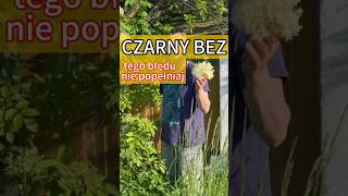 Czy czarny bez może szkodzić Natura zdrowie zioła las łąka rośliny czarny bez [upl. by Aimo]