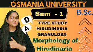 morphology of hirudinaria  type study of hirudinaria  BSc zoology humera  arsh bionyms [upl. by Cointon]