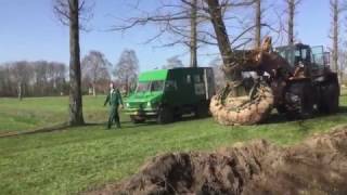 Rooien van een Taxodium distichum 140160cm [upl. by Milla760]